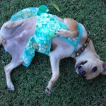 Happy triPAWd!