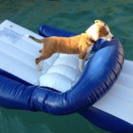 King of the Pool!