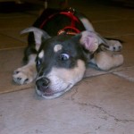 Jazmin!