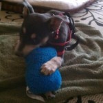 Loves her toys