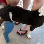 Kiya with a fellow splinted pal