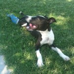 Healing in a splint