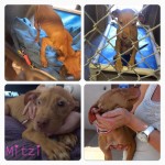 Mitzi at county