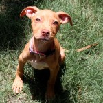 Mitzi in foster!