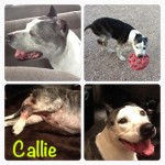 Callie