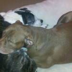 Callie's new brother