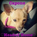 Sweet Capone