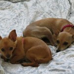 Caone's fur-ever family