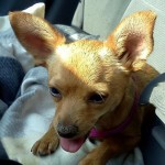 Capone's new sibling