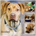 Bentley!