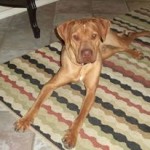 Bentley, Hound/Lab Mix