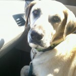 Diesel's skin condition