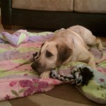 Diesel, rescued!