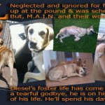Diesel's story