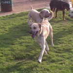 Dog park fun