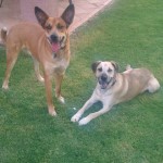 Diesel in foster