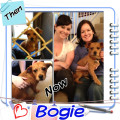 Bogie's fur-ever