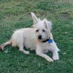 Frankie, Terrier Mix
