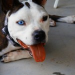 Butch, Boston Terrier Mix