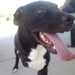 Charlie, Lab Mix