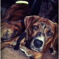 DUKE!