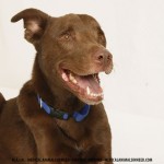 Flaco, Pit Bull Mix