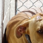 Lucky, Pit Bull Mix - Medical Animals In Need (10)