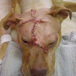 Lucky, Pit Bull Mix - Medical Animals In Need (11)
