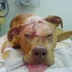 Lucky, Pit Bull Mix - Medical Animals In Need (12)