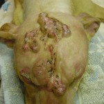 Lucky, Pit Bull Mix - Medical Animals In Need (13)
