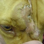 Lucky, Pit Bull Mix - Medical Animals In Need (2)
