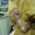 Lucky, Pit Bull Mix - Medical Animals In Need (3)