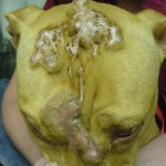Lucky, Pit Bull Mix - Medical Animals In Need (4)
