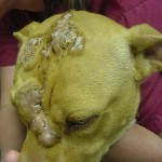 Lucky, Pit Bull Mix - Medical Animals In Need (5)