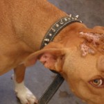 Lucky, Pit Bull Mix - Medical Animals In Need (6)