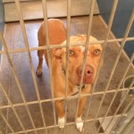 Lucky, Pit Bull Mix - Medical Animals In Need (7)