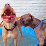 Lucky, Pit Bull Mix - Medical Animals In Need - After (1)
