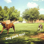 Lucky, Pit Bull Mix - Medical Animals In Need - After (1)
