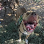 Lucky, Pit Bull Mix - Medical Animals In Need - After (10)