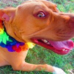 Lucky, Pit Bull Mix - Medical Animals In Need - After (11)