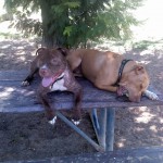Lucky, Pit Bull Mix - Medical Animals In Need - After (16)