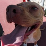 Lucky, Pit Bull Mix - Medical Animals In Need - After (17)