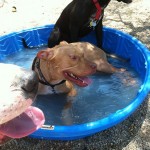 Lucky, Pit Bull Mix - Medical Animals In Need - After (18)