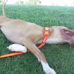 Lucky, Pit Bull Mix - Medical Animals In Need - After (19)