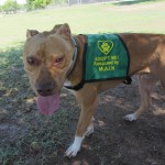 Lucky, Pit Bull Mix - Medical Animals In Need - After (2)