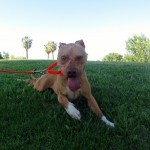 Lucky, Pit Bull Mix - Medical Animals In Need - After (20)
