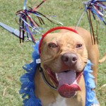 Lucky, Pit Bull Mix - Medical Animals In Need - After (21)