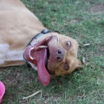 Lucky, Pit Bull Mix - Medical Animals In Need - After (22)