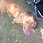 Lucky, Pit Bull Mix - Medical Animals In Need - After (23)