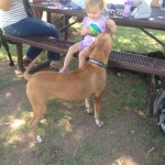 Lucky, Pit Bull Mix - Medical Animals In Need - After (24)